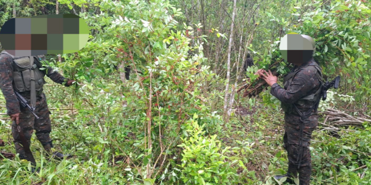 De acuerdo con información oficial, durante el operativo fueron erradicados e incinerados un total de 128 mil arbustos de hoja de coca. / Foto: Ejército