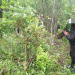 De acuerdo con información oficial, durante el operativo fueron erradicados e incinerados un total de 128 mil arbustos de hoja de coca. / Foto: Ejército