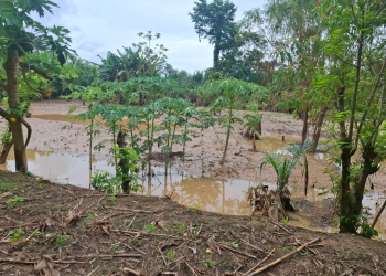 Atienden emergencias por lluvias./Foto: Conred.