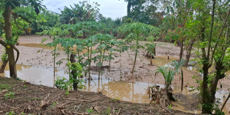Atienden emergencias por lluvias./Foto: Conred.
