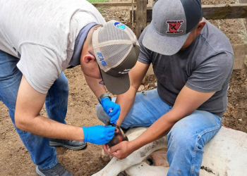 Inspeccionan más de 10 mil animales en prevención por el gusano barrenador