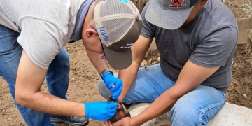 Inspeccionan más de 10 mil animales en prevención por el gusano barrenador