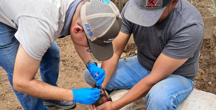 Inspeccionan más de 10 mil animales en prevención por el gusano barrenador