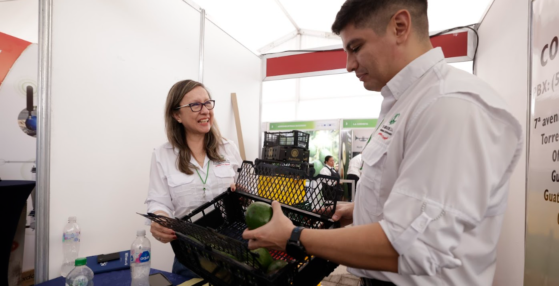 Guatemala busca abrir nuevos mercados de exportación del aguacate en Asia