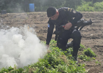 PNC erradica matas de marihuana en Las Cruces, Petén./Foto: PNC.