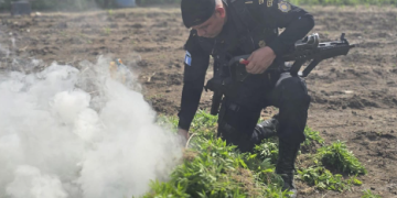 PNC erradica matas de marihuana en Las Cruces, Petén./Foto: PNC.
