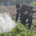 PNC erradica matas de marihuana en Las Cruces, Petén./Foto: PNC.