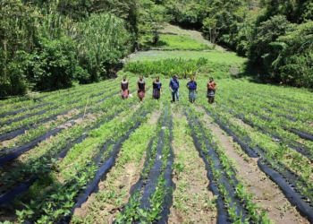 Los trópicos y la agricultura sostenible, un compromiso con la seguridad alimentaria