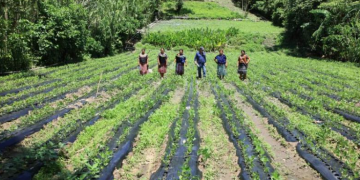 Los trópicos y la agricultura sostenible, un compromiso con la seguridad alimentaria
