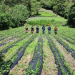 Los trópicos y la agricultura sostenible, un compromiso con la seguridad alimentaria