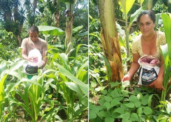Agricultores de El Adelanto, Jutiapa, recibieron insumos por parte del MAGA y orientación, a fin de mejorar la seguridad alimentaria.