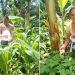 Agricultores de El Adelanto, Jutiapa, recibieron insumos por parte del MAGA y orientación, a fin de mejorar la seguridad alimentaria.