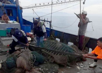 Verifican que embarcaciones camaroneras utilicen dispositivos para proteger a las tortugas marinas. (Foto: MAGA)