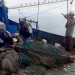 Verifican que embarcaciones camaroneras utilicen dispositivos para proteger a las tortugas marinas. (Foto: MAGA)