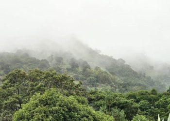 MAGA hace un llamado a los productores a tomar medidas por lluvias y altas temperaturas./Foto: MAGA.