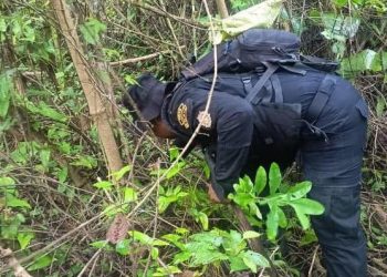 PNC erradica 14 mil 800 arbustos de hoja de coca en El Chal, Petén