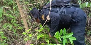 PNC erradica 14 mil 800 arbustos de hoja de coca en El Chal, Petén