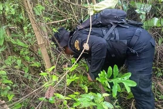 PNC erradica 14 mil 800 arbustos de hoja de coca en El Chal, Petén