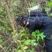 PNC erradica 14 mil 800 arbustos de hoja de coca en El Chal, Petén