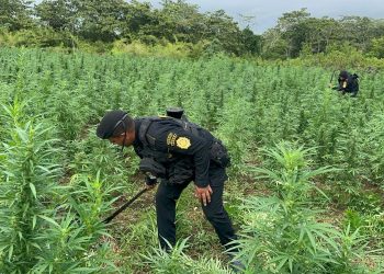Durante la diligencia, las fuerzas de seguridad localizaron una extensa plantación integrada por 115 mil 416 matas de marihuana. / Foto: PNC
