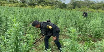 Durante la diligencia, las fuerzas de seguridad localizaron una extensa plantación integrada por 115 mil 416 matas de marihuana. / Foto: PNC