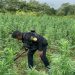 Durante la diligencia, las fuerzas de seguridad localizaron una extensa plantación integrada por 115 mil 416 matas de marihuana. / Foto: PNC