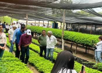 Vivero forestal en el Progreso proveerá especies nativas para la Región III
