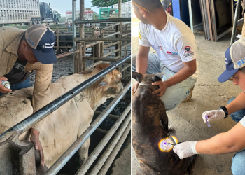 Como parte de la estrategia de prevención, el Ministerio también verificó 10 mil 169 unidades de transporte dedicadas a la movilización de animales. / Foto: MAGA