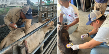 Como parte de la estrategia de prevención, el Ministerio también verificó 10 mil 169 unidades de transporte dedicadas a la movilización de animales. / Foto: MAGA
