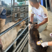 Como parte de la estrategia de prevención, el Ministerio también verificó 10 mil 169 unidades de transporte dedicadas a la movilización de animales. / Foto: MAGA