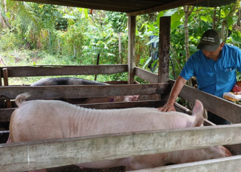MAGA desarrolla jornada de atención sanitaria para 300 cerdos en La Libertad, Petén