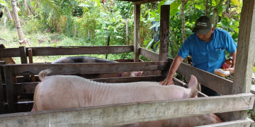 MAGA desarrolla jornada de atención sanitaria para 300 cerdos en La Libertad, Petén