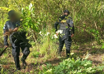 PNC erradicó casi 10 mil arbustos de coca en Petén