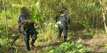 PNC erradicó casi 10 mil arbustos de coca en Petén