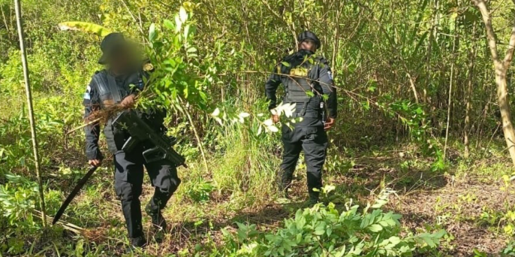PNC erradicó casi 10 mil arbustos de coca en Petén