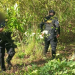 PNC erradicó casi 10 mil arbustos de coca en Petén