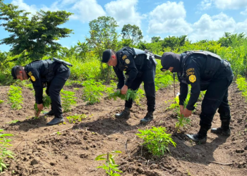 SGAIA, localizó y erradicó 78 mil 128 matas de marihuana. / Foto: PNC