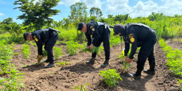 SGAIA, localizó y erradicó 78 mil 128 matas de marihuana. / Foto: PNC