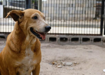 Un hogar cambia una historia: El llamado a prevenir el abandono animal