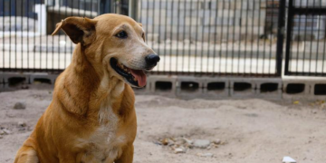 Un hogar cambia una historia: El llamado a prevenir el abandono animal