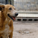 Un hogar cambia una historia: El llamado a prevenir el abandono animal