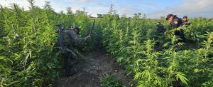 Ejército y SGAIA erradican plantaciones de marihuana en Petén