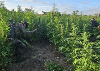 Ejército y SGAIA erradican plantaciones de marihuana en Petén