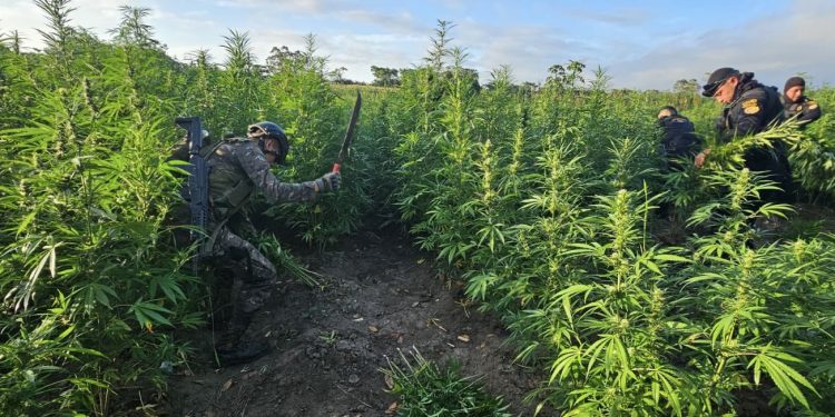 Ejército y SGAIA erradican plantaciones de marihuana en Petén