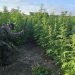 Ejército y SGAIA erradican plantaciones de marihuana en Petén