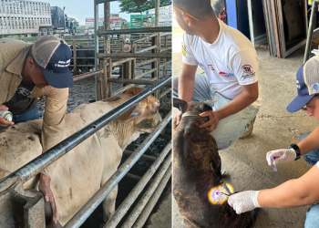 MAGA inspecciona a más de 247 mil animales para la prevención de la propagación del gusano barrenador. (Foto: MAGA)