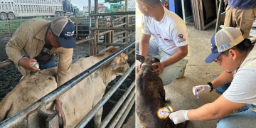 MAGA inspecciona a más de 247 mil animales para la prevención de la propagación del gusano barrenador. (Foto: MAGA)