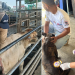 MAGA inspecciona a más de 247 mil animales para la prevención de la propagación del gusano barrenador. (Foto: MAGA)