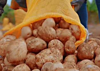 PepsiCo reconoce el trabajo de los agricultores guatemaltecos. (Foto: PepsiCo)