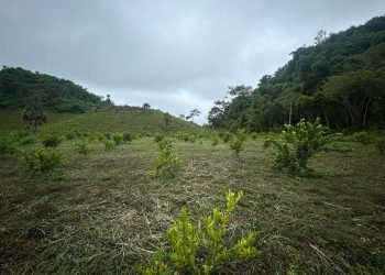 El MAGA reiteró que continuará con el monitoreo de las condiciones climáticas. / Foto: MAGA